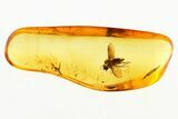 Detailed Fossil Fly (Microphorinae) With Spread Wings In Baltic Amber #272677-1